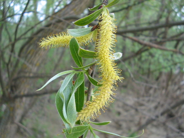 Amento de Salix