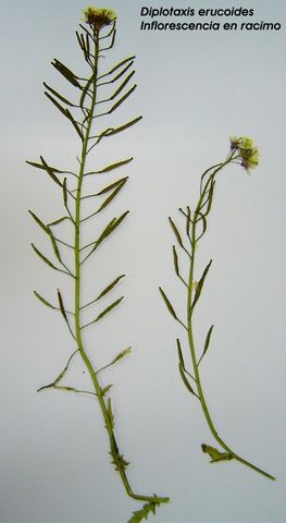 Racimo