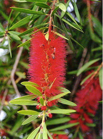 Espiga de Callistemon (Myrtaceae)