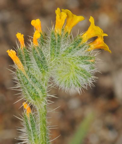 Cima escorpioidea