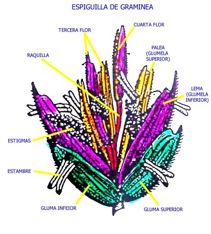 Espiguilla de Poaceae