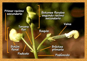 Racimo de racimos