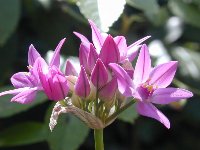 Umbela de Allium