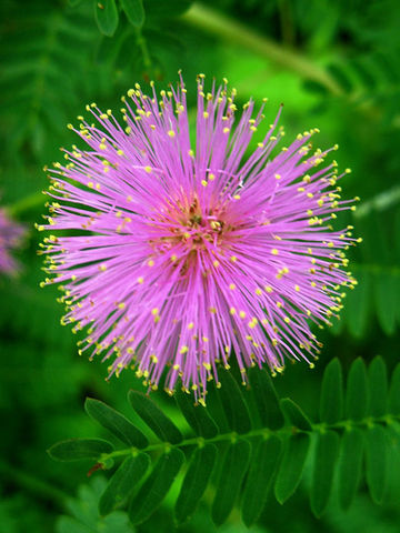Glomerulo de Mimosa