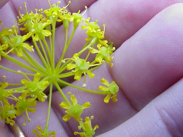 Umbela de Thapsia