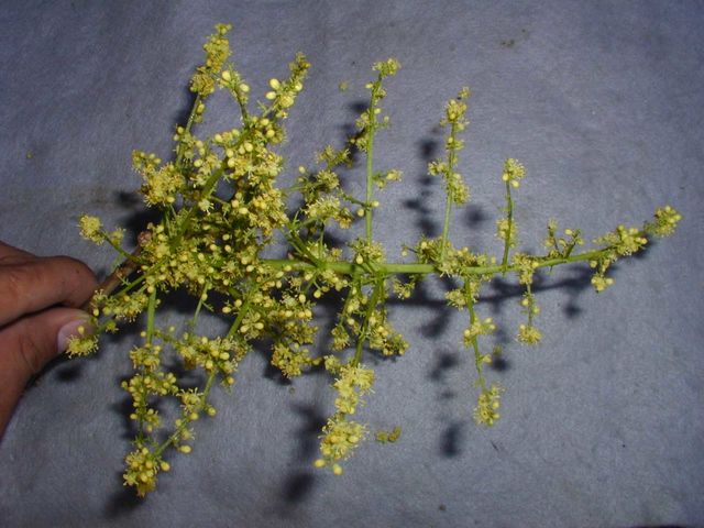 Panicula