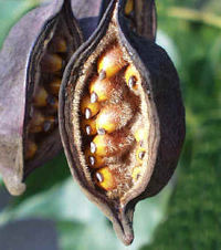 FOLICULO
