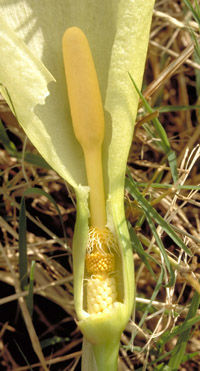 Espadice de una Araceae