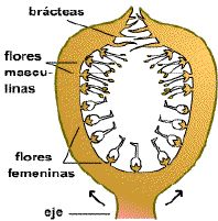 Sicono de Ficus