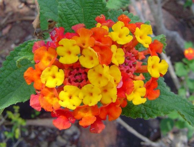 Corimbo de Lantana (Verbenaceae)