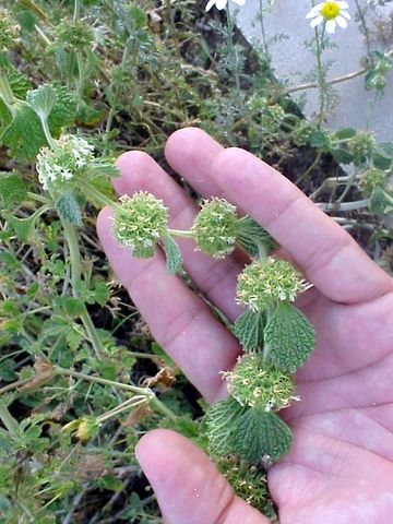 Verticilastro de Marrubium