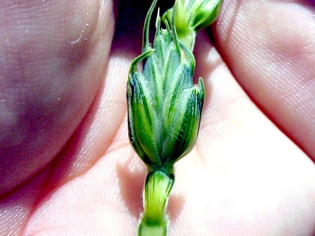 Espiguilla plurifloscular de Triticum