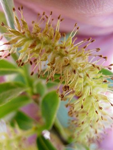 Amento con flores aclamideas estaminadas
